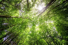 Tree Branches
