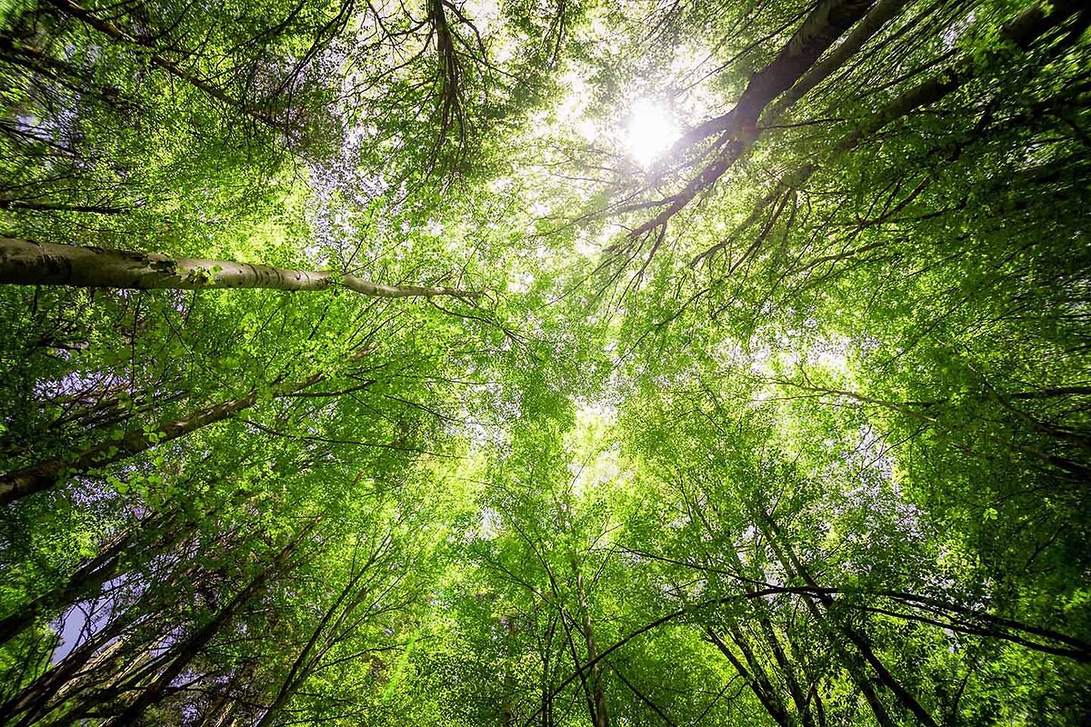 Tree Branches