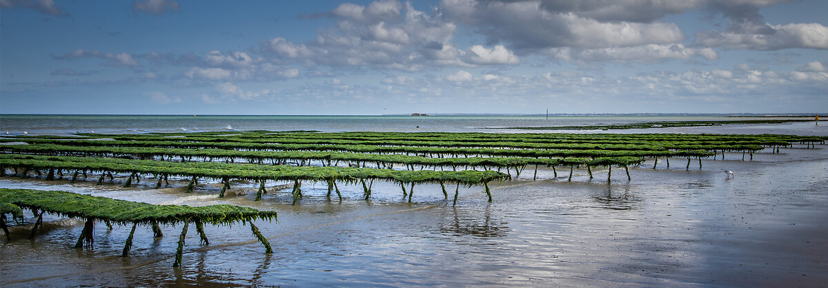 France_Express_Expertises_HeaderBanner_Ostreiculture