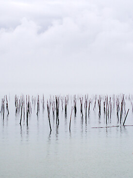 France_Express_Expertises_Mosaic_Ostreiculture